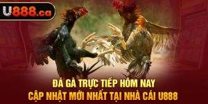 Đá Gà Trực Tiếp Hôm Nay Cập Nhật Mới Nhất Tại Nhà Cái U888 