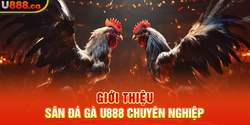 Giới thiệu sân đá gà U888 chuyên nghiệp