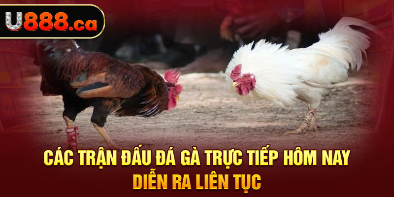 Các trận đấu đá gà trực tiếp hôm nay diễn ra liên tục