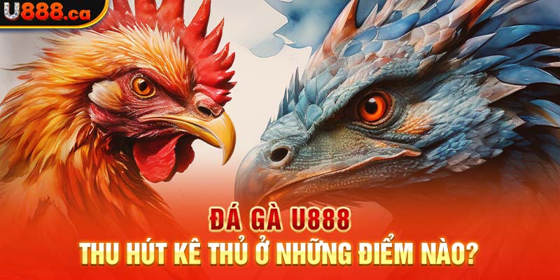 Đá gà U888 thu hút kê thủ ở những điểm nào?