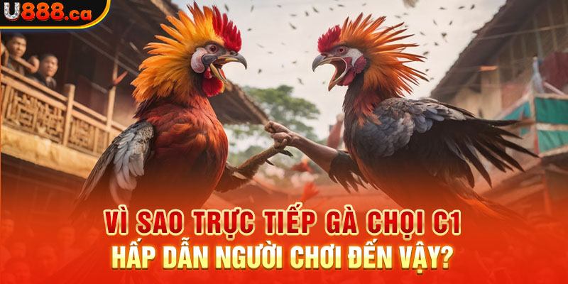 Vì sao trực tiếp gà chọi c1 hấp dẫn người chơi đến vậy?