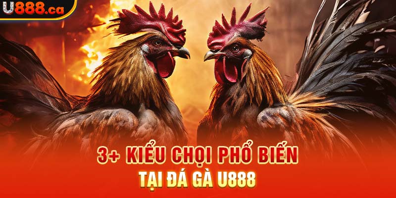 3+ kiểu chọi phổ biến tại đá gà U888