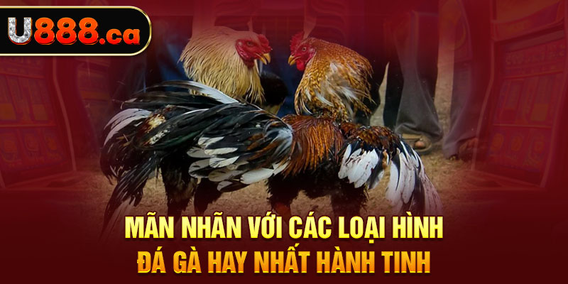 Mãn nhãn với các loại hình đá gà hay nhất hành tinh 