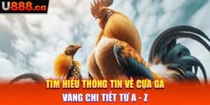 Tìm Hiểu Thông Tin Về Cựa Gà Vàng Chi Tiết Từ A - Z