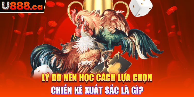 Lý do nên học cách lựa chọn chiến kê xuất sắc là gì?