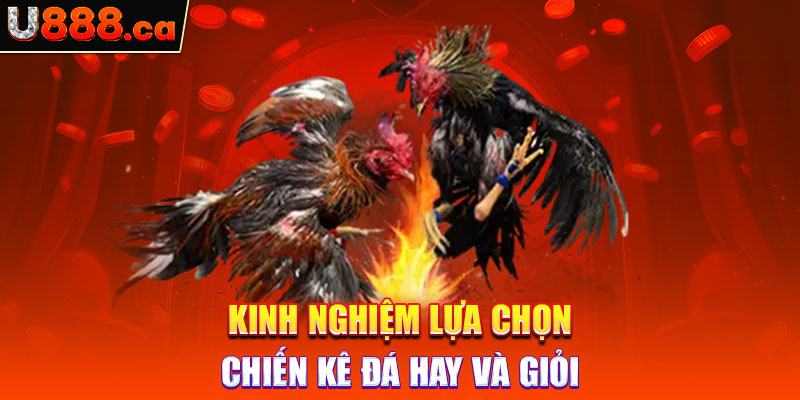 Kinh nghiệm lựa chọn chiến kê đá hay và giỏi