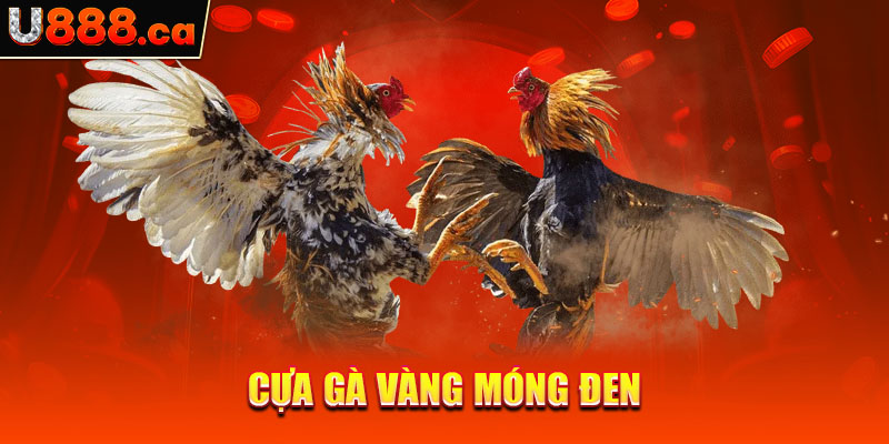 Cựa gà vàng móng đen