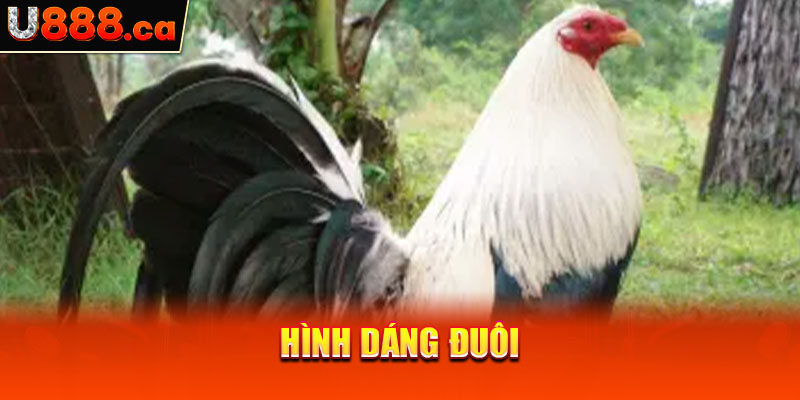 Hình dáng đuôi